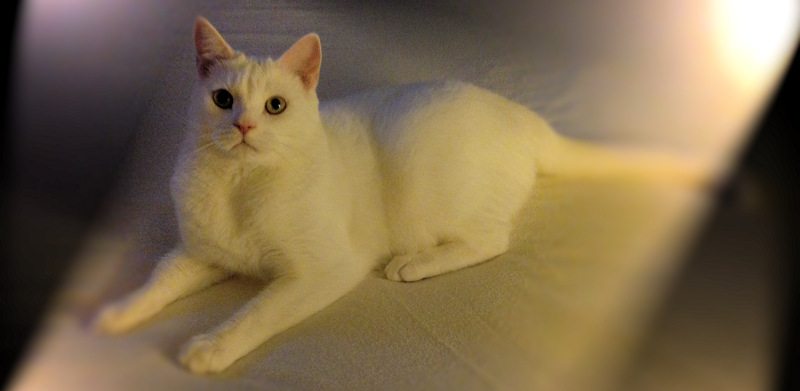 casper-the-white-cat-dramatic-lights