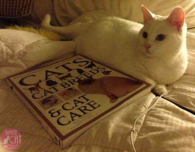 Favorite Cat Books