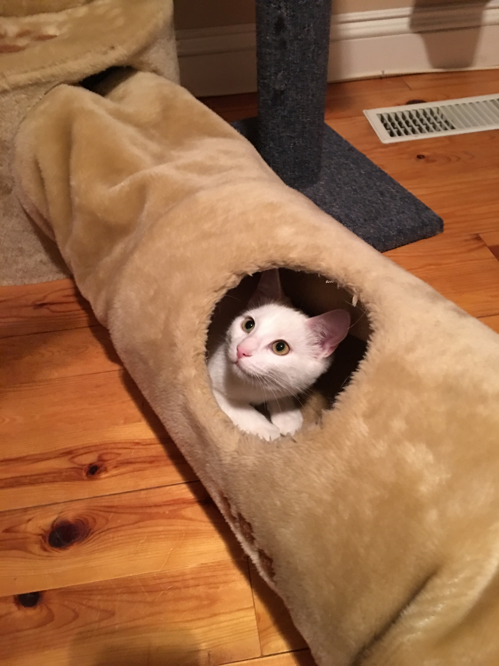 Belle tries her tunnel