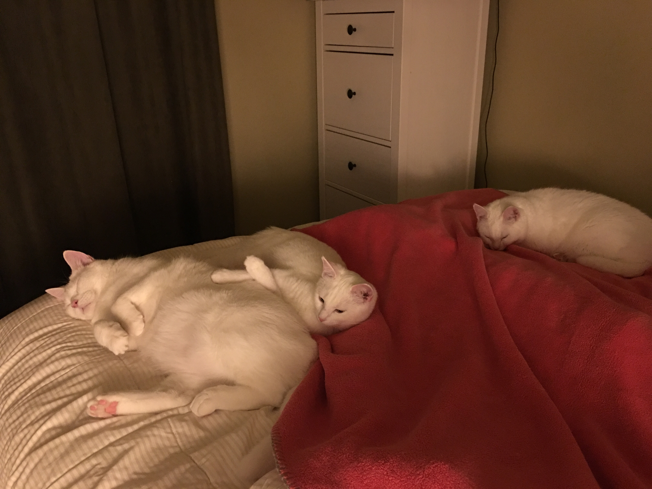 Three on the bed