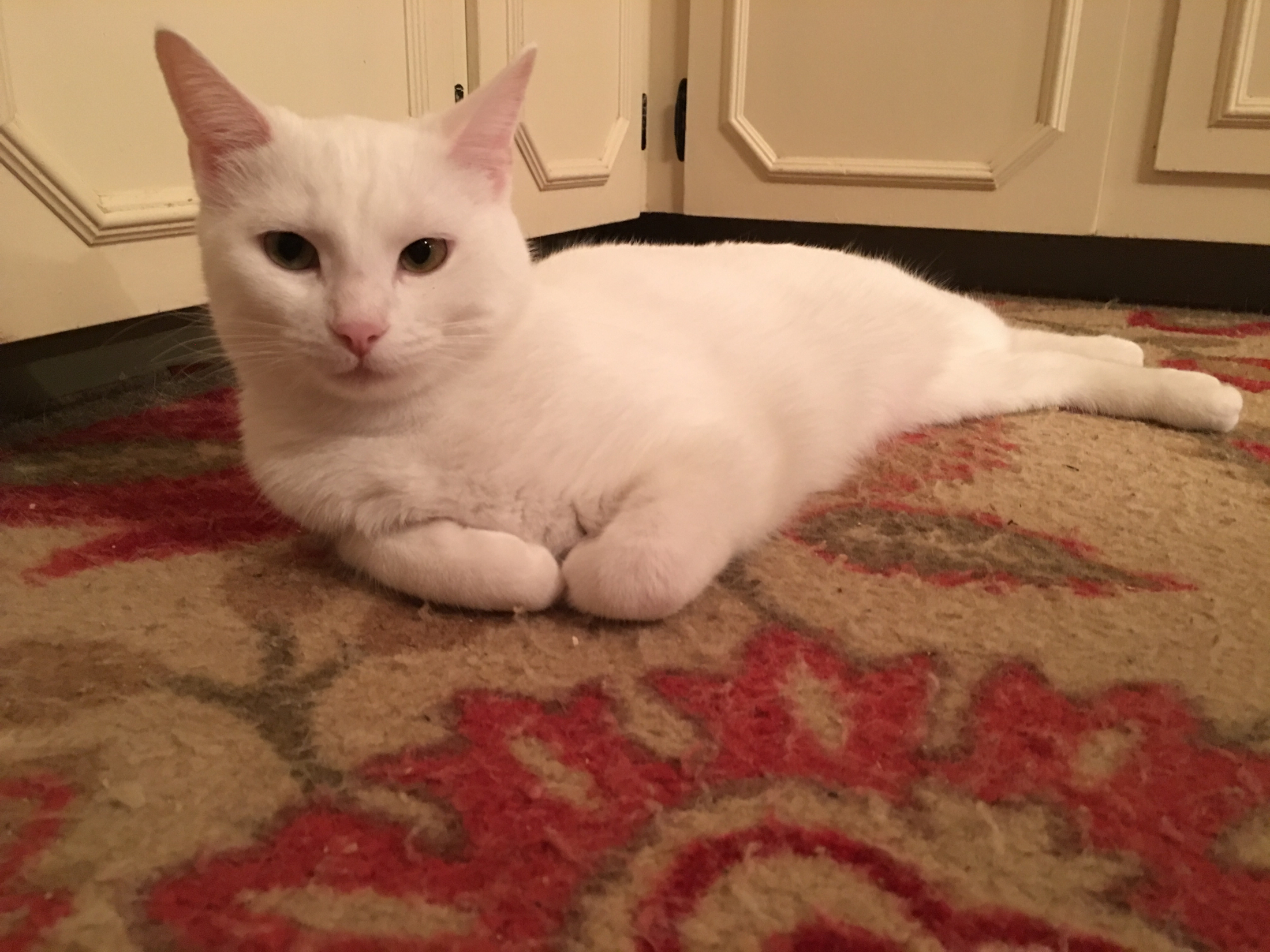 Belle on the famous carpet