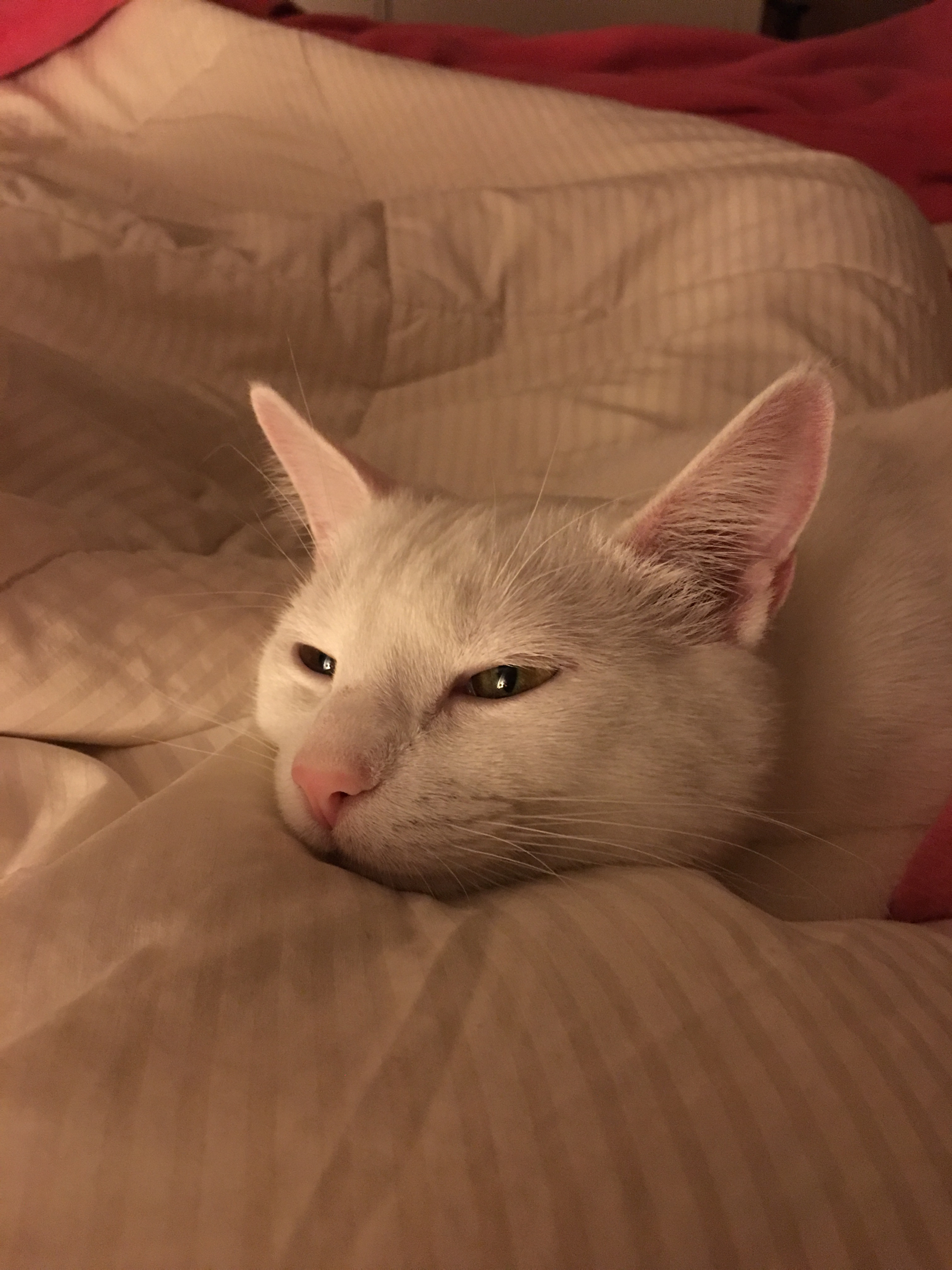 sleepy Belle