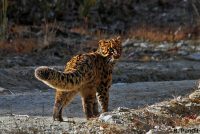 The Marbled Cat: Rare Cat Resembles the Clouded Leopard