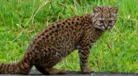 KodKod Cat: South American Wild Cat of Mystery