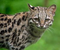 The Margay: Long-Tailed Spotted Cat