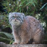 The Pallas Cat: Oldest Living Species of Cat?