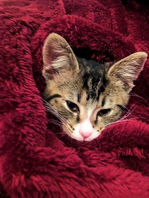 ember-the-cat-wrapped-in-reds