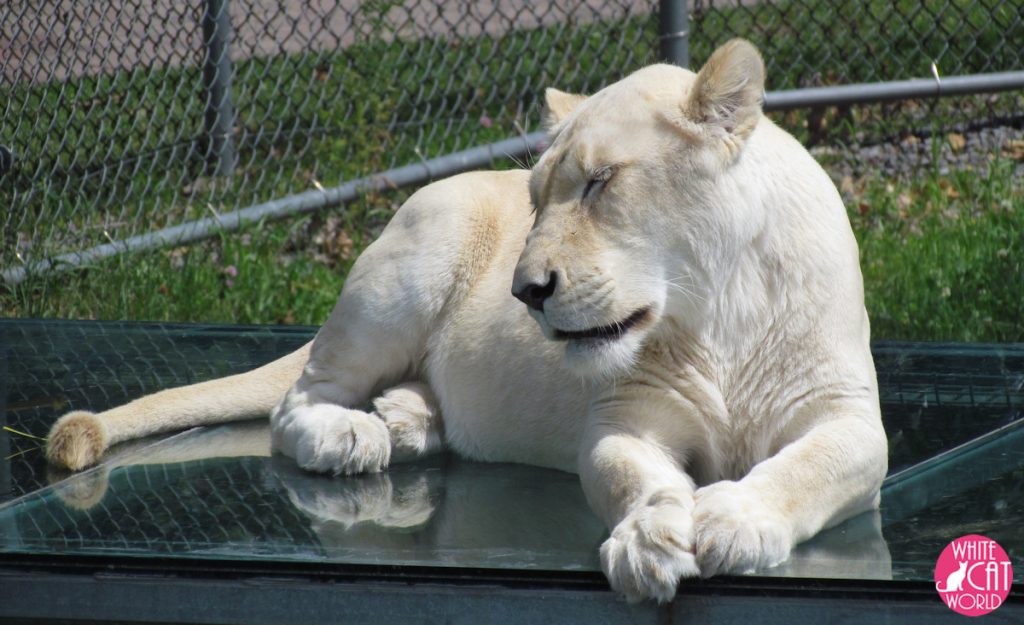 The white lions at Parc Safari in Quebec are amazing. Such beautuful big cats and the white colorings make them so spirit like and awe inspiring!