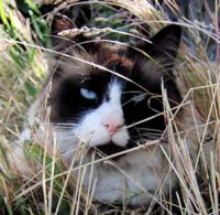 Ringo