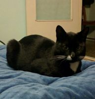 Alexandra's Cat
