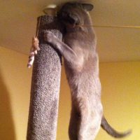 blue-burmese-cat-fetching-toy