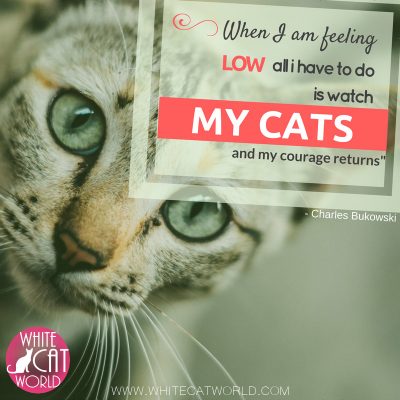 "When I am feeling low all i have to do is watch my cats and my courage returns" - Charles Bukowski