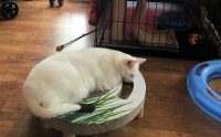 Basic Cat Training