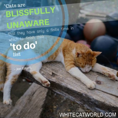 "Cats are blissfully unaware that they have only a finite time in which to finish their ‘to do’ list." - Jon Edgell