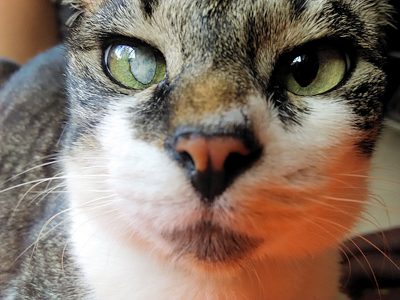minzy-cat