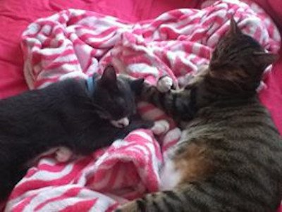 mouse-and-pickles-the-cats