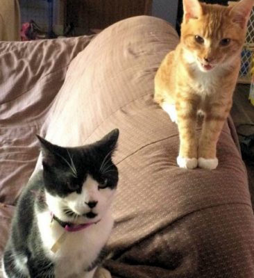 oreo-cat-with-tigger-cat