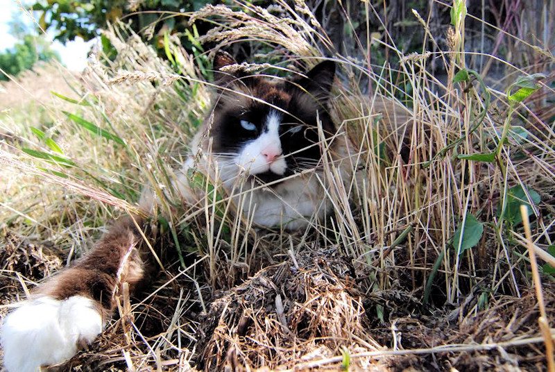 ringo-the-briman-cat