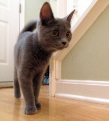 russian-blue-cat-nando