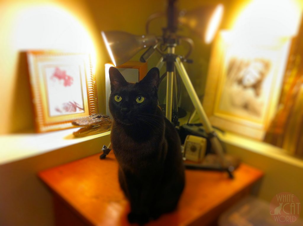 Jasper was a tender soul, a beautiful creature and a loving companion who made our lives much happier when he was with us. We miss you Jasper.