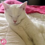 Superstitions, Legends & Symbolism Of White Cats Around The World