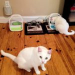 The Automatic Cat Feeder