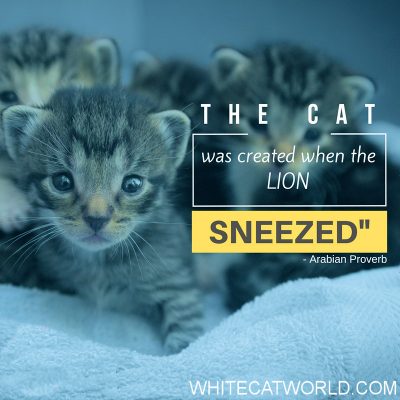 "The cat was created when the lion sneezed" - Arabian Proverb