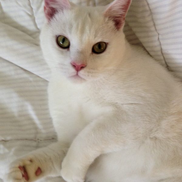 White Cat Breeds