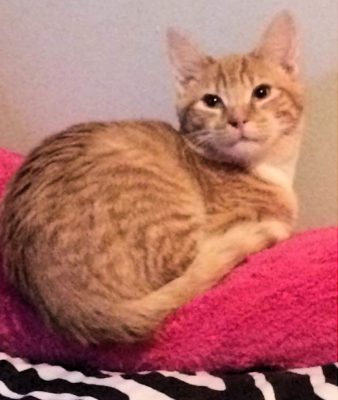 tigger-cat