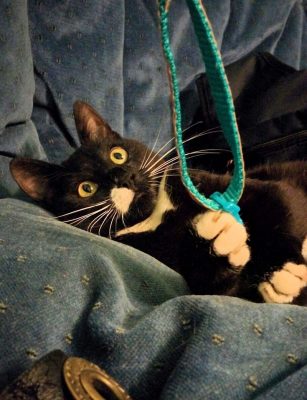 tuxedo-cat-on-blue-cloud