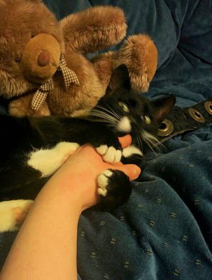 tuxedo-colored-cat-playing