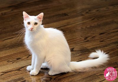 Thin white cat delicately sitting on wood floor