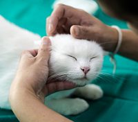 How to Give Eye Medication to Your Cat