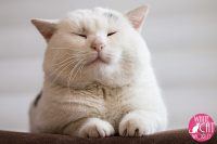 Picture of Beautiful White Cats