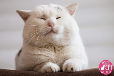 Smiling White Cat
