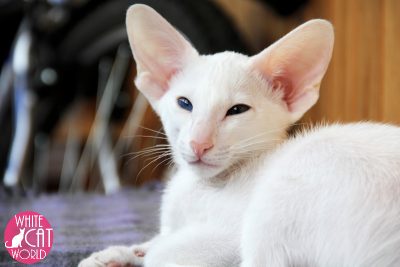 Sleek White Cat With Lovely Ears