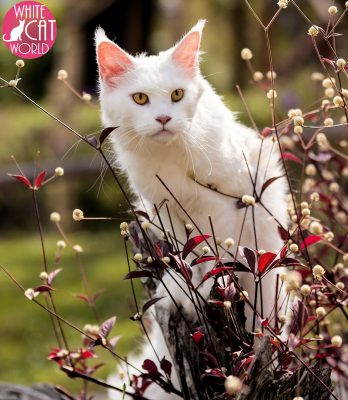 Backlit White Cat with Red Berries