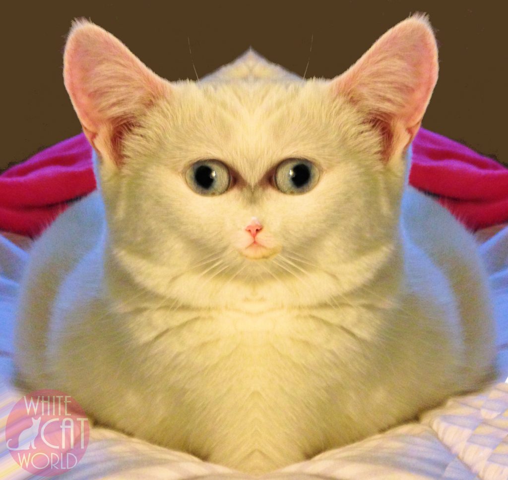 Lily as a hybrid extra-terrestrial cat!