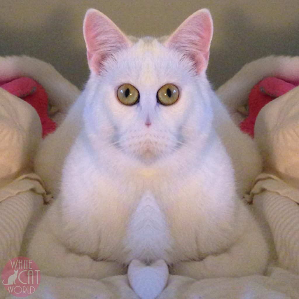 Casper the Walrus Hybrid Alien Cat!