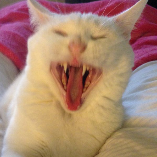 Health Issues & White Cats