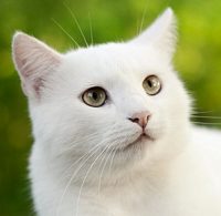 Common Health Concerns of White Cats