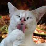 Tonga the White Serval is a Survivor