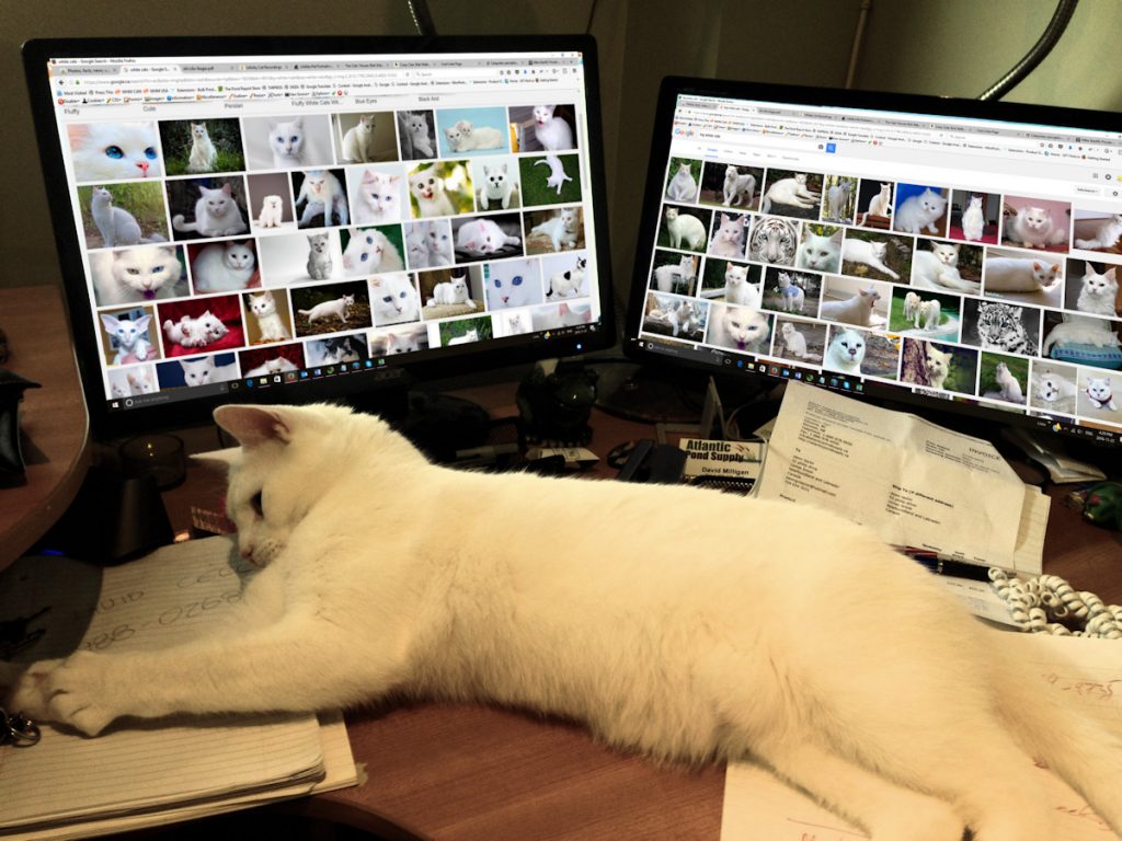 whitecatworld-website-links