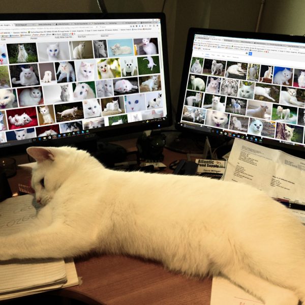Cat Links & Websites