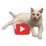 The Big Cat Videos