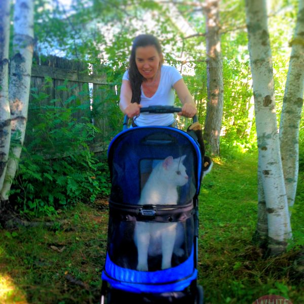 Cat Stroller Adventures