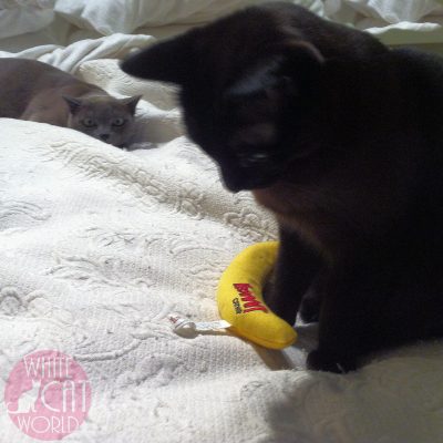 Jasper hovers over his favorite cat toy and Alaska twitches in anticipation of launching an assault on the hapless catnip banana! They love this toy!!