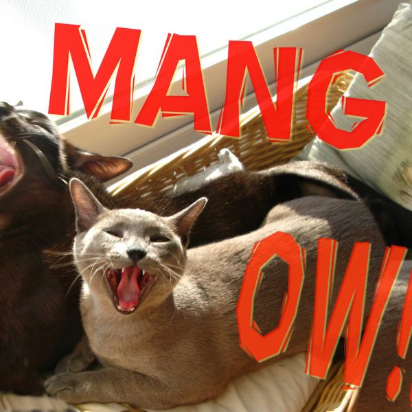 The Daily Purr: Cat Picture of the Day