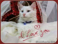 Boo The Deaf Kitty