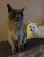 Cats Of Instagram